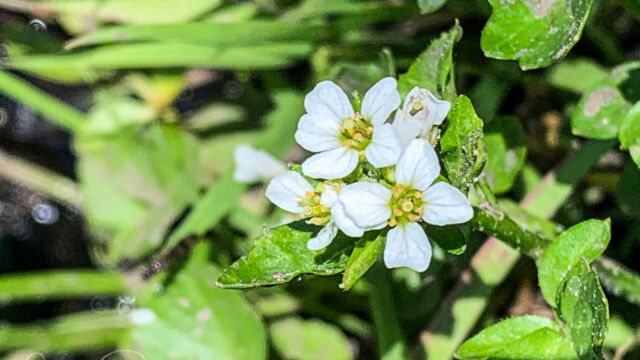 Nasturtium officinale Watercress, Nasturtium officinale