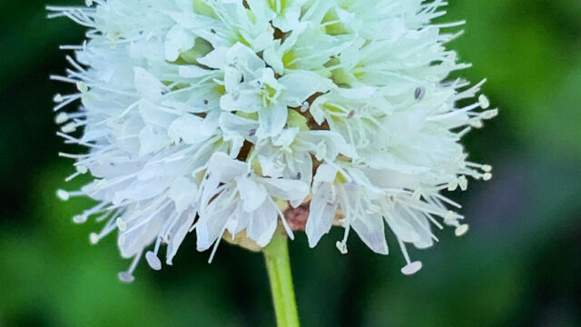 Bistorta bistortoides American bistort, Bistorta bistortoides