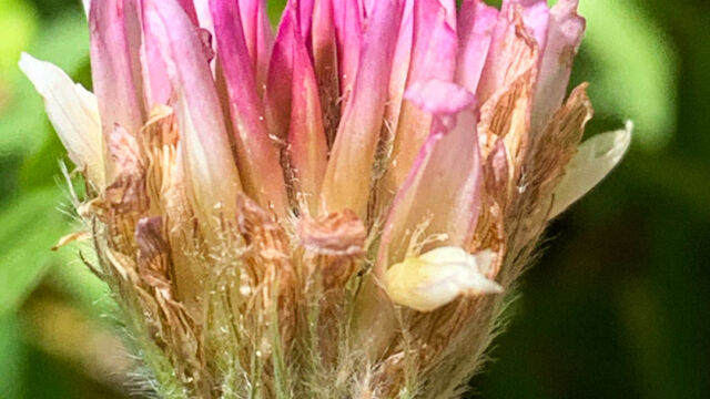 Trifolium longipes Longstalk clover, Trifolium longipes
