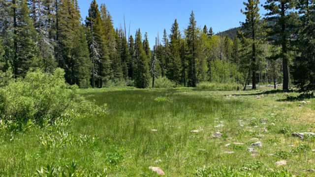 First meadow, a small one, very green but not a lot of flowers in the meadow itself Page Meadows