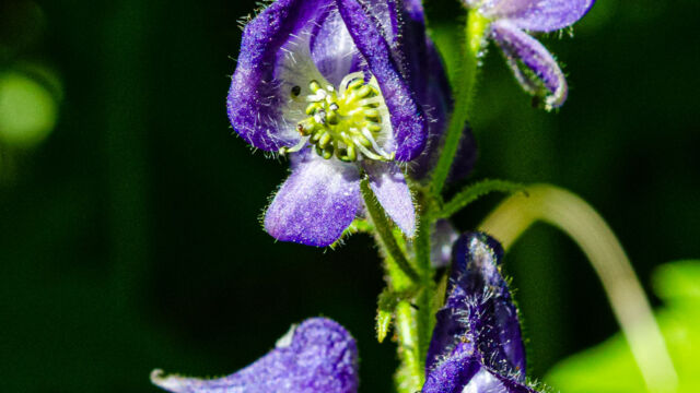 Aconitum columbianum Columbian monkshood, Aconitum columbianum