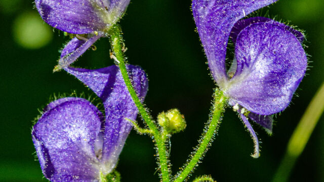 Aconitum columbianum Columbian monkshood, Aconitum columbianum