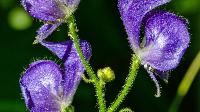 Aconitum columbianum Columbian monkshood, Aconitum columbianum