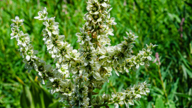 Veratrum californicum var. californicum California corn lily, Veratrum californicum var. californicum