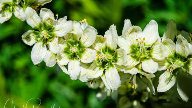 Veratrum californicum var. californicum California corn lily, Veratrum californicum var. californicum