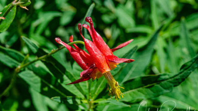 Aquilegia formosa Western columbine, Aquilegia formosa
