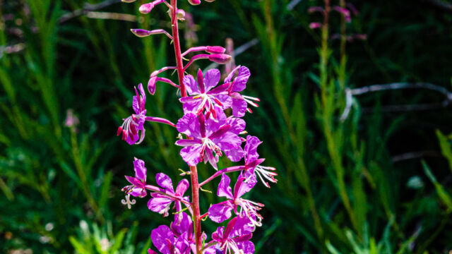 Chamerion angustifolium Fireweed, Chamerion angustifolium