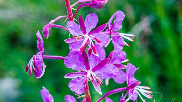 Chamerion angustifolium Fireweed, Chamerion angustifolium