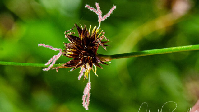 uncus sp. Rush, Juncus sp.