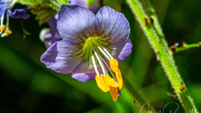 Polemonium occidentale Western polemonium (aka Western sky pilot), Polemonium occidentale