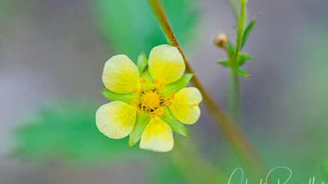 Drymocallis lactea var. austiniae Austin's woodbeauty, Drymocallis lactea var. austiniae