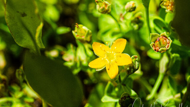 Hypericum anagalloides Tinker's penny, Hypericum anagalloides