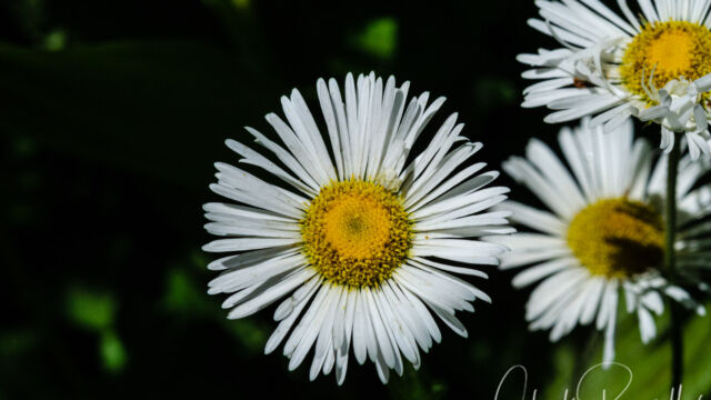 Erigeron coulteri Coulter's fleabane, Erigeron coulteri