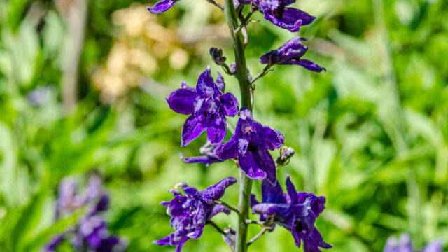 Delphinium glaucum Sierra larkspur, Delphinium glaucum