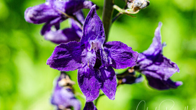 Delphinium glaucum Sierra larkspur, Delphinium glaucum