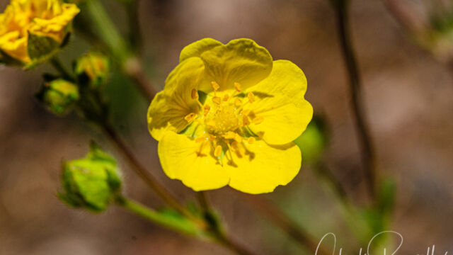 Potentilla gracilis Slender cinquefoil, Potentilla gracilis