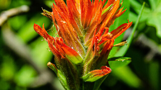 Castilleja miniata ssp. miniata Scarlet paintbrush, Castilleja miniata ssp. miniata