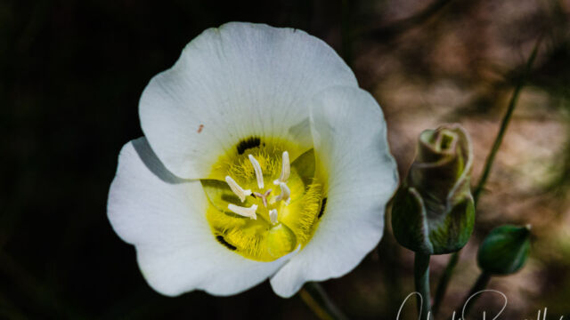Calochortus leichtlinii Leichtlin's mariposa lily (aka Smokey mariposa lily), Calochortus leichtlinii