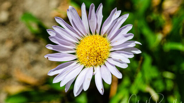 Erigeron glacialis Wandering fleabane, Erigeron glacialis