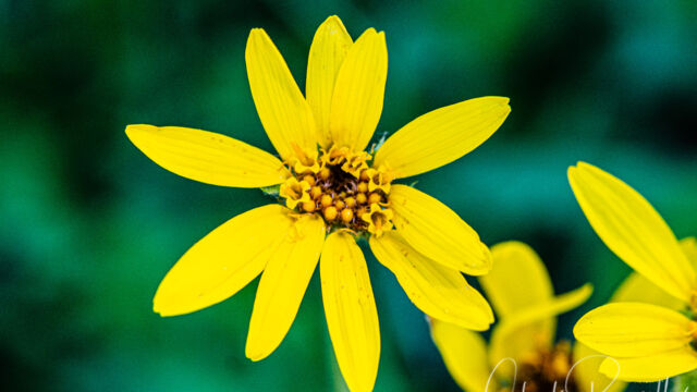 Arnica sp.
