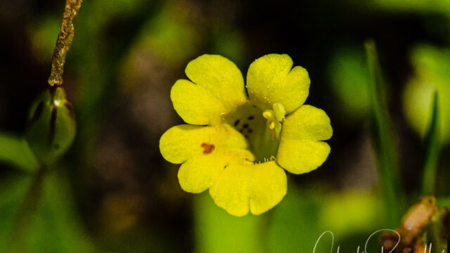 Erythranthe primuloides Primrose monkeyflower, Erythranthe primuloides