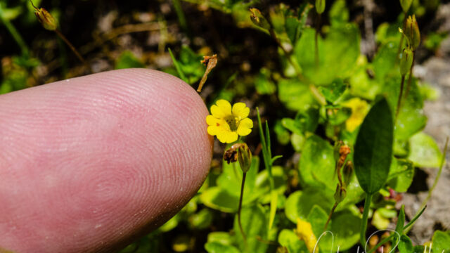 Erythranthe primuloides Primrose monkeyflower, Erythranthe primuloides