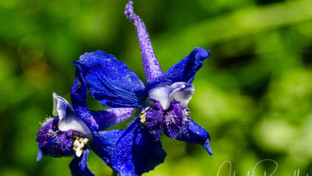 Delphinium nuttallianum Meadow larkspur, Delphinium nuttallianum