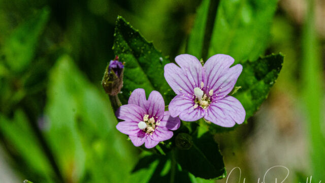 Epilobium ciliatum Fringed willowherb, Epilobium ciliatum