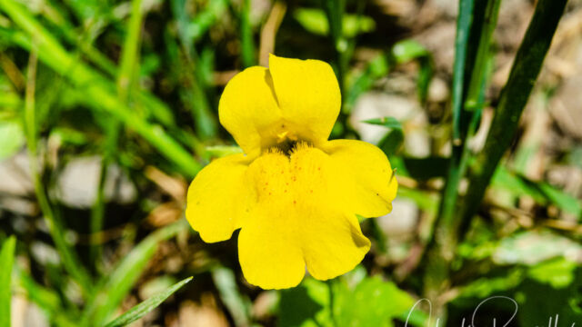 Seep monkey flower, Erythranthe guttata Seep monkey flower, Erythranthe guttata