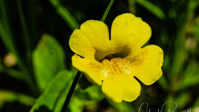 Erythranthe moschata Musk monkeyflower, Erythranthe moschata