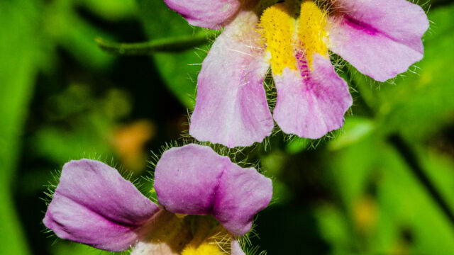 Erythranthe erubescens California blushing monkeyflower, Erythranthe erubescens