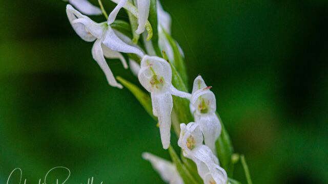Platanthera dilatata var. leucostachys Sierra bog orchid, Platanthera dilatata var. leucostachys