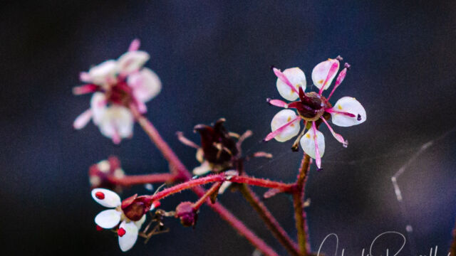 Micranthes odontoloma Brook saxifrage, Micranthes odontoloma