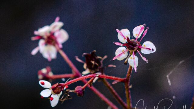 Micranthes odontoloma Brook saxifrage, Micranthes odontoloma