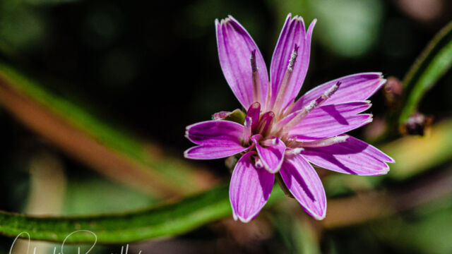 Stephanomeria lactucina Lettuce wirelettuce, Stephanomeria lactucina