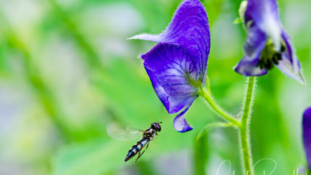 Aconitum columbianum with hoverfly (Platycheirus sp) Columbian monkshood, Aconitum columbianum with hoverfly (Platycheirus sp)