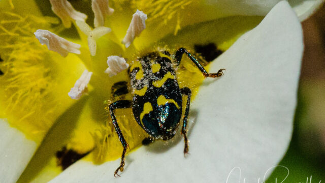 Trichodes ornatus, on Leichtlin's mariposa lily Ornate Checkered Beetle, Trichodes ornatus, on Leichtlin's mariposa lily