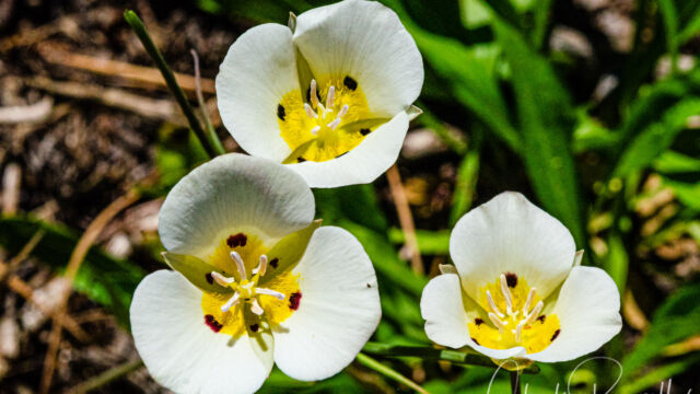 xCalochortus leichtlinii Leichtlin's mariposa lily (aka Smokey mariposa lily), Calochortus leichtlinii