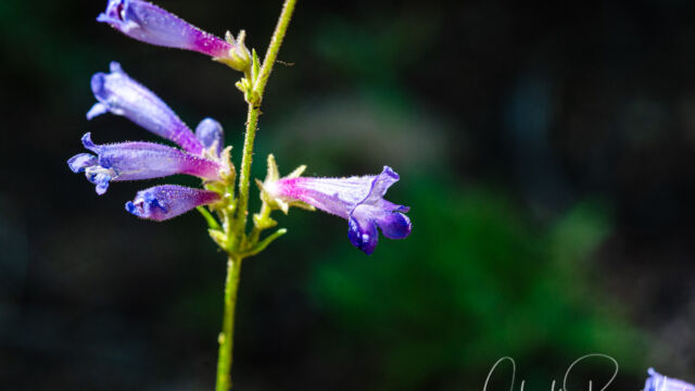 Penstemon gracilentus Slender penstemon, Penstemon gracilentus