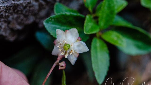 Chimaphila menziesii Little prince's pine, Chimaphila menziesii