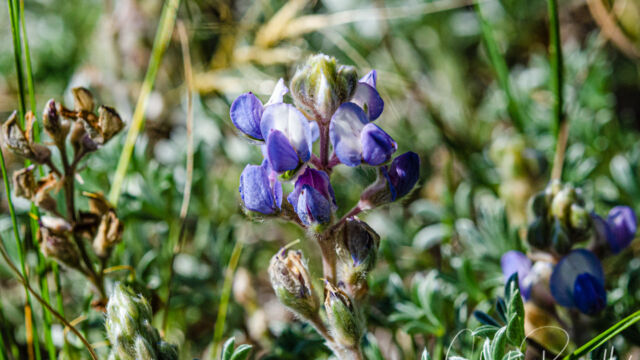 Lupinus breweri Brewer's lupine, Lupinus breweri