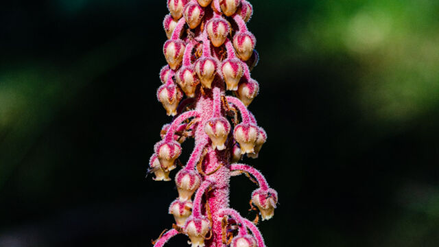 Pterospora andromedea Pine drops, Pterospora andromedea