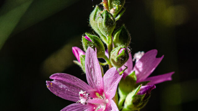 Sidalcea oregana Oregon checkerbloom, Sidalcea oregana