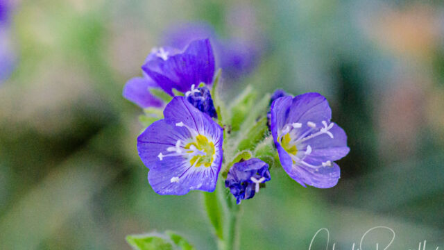 Polemonium californicum California Jacob's Ladder, Polemonium californicum