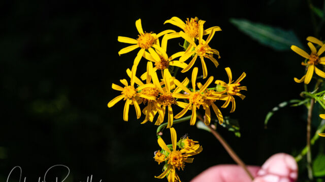 Senecio triangularis Arrowleaf ragwort, Senecio triangularis