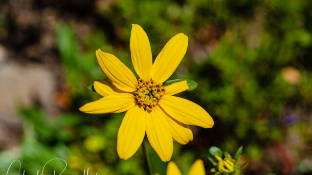Arnica sp.