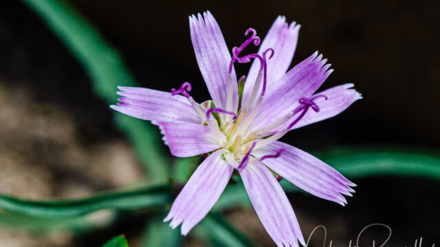 Stephanomeria lactucina Lettuce wirelettuce, Stephanomeria lactucina