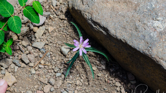 Stephanomeria lactucina Lettuce wirelettuce, Stephanomeria lactucina