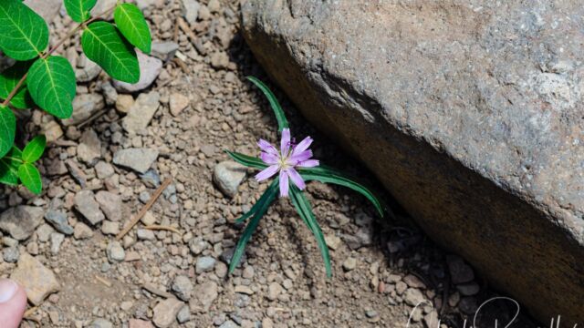 Stephanomeria lactucina Lettuce wirelettuce, Stephanomeria lactucina