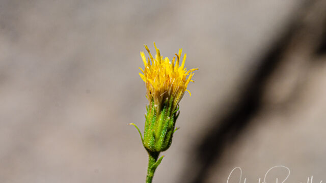 Eucephalus breweri Brewer's aster, Eucephalus breweri
